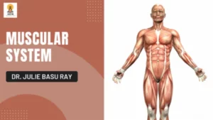 Certication- E Course ON the Muscular System